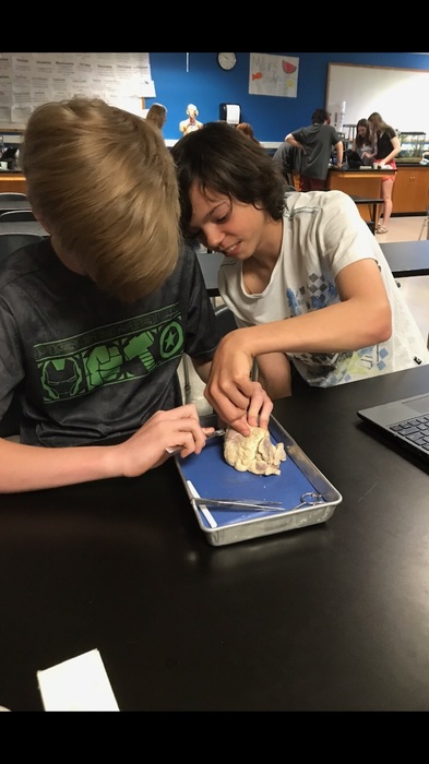 7th Grade Science heart dissection! #sccspirit